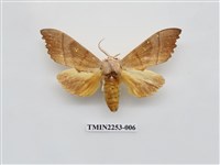 藏品(黃二星舟蛾)的圖片